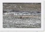 085 caribou killed * This caribou was killed by local natives.  They took the meat and left the rest of the carcass for the wildlife. * 1071 x 715 * (484KB)